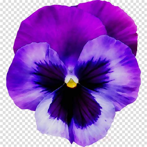 purple pansy clipart 10 free Cliparts | Download images on Clipground 2024