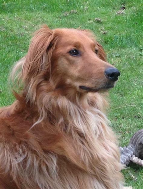 Irish Setter Border Collie Mix