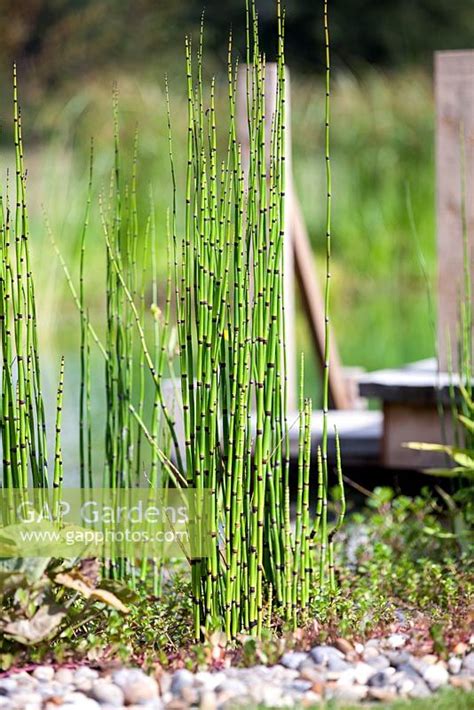 Equisetum Hyemale R Stock Photo By Richard Bloom Image 0501729