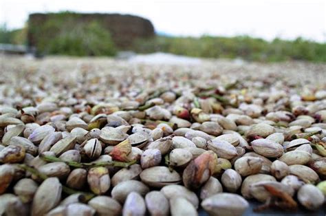 The Fruit Harvest Consorzio Del Pistacchio Verde Di Bronte Dop