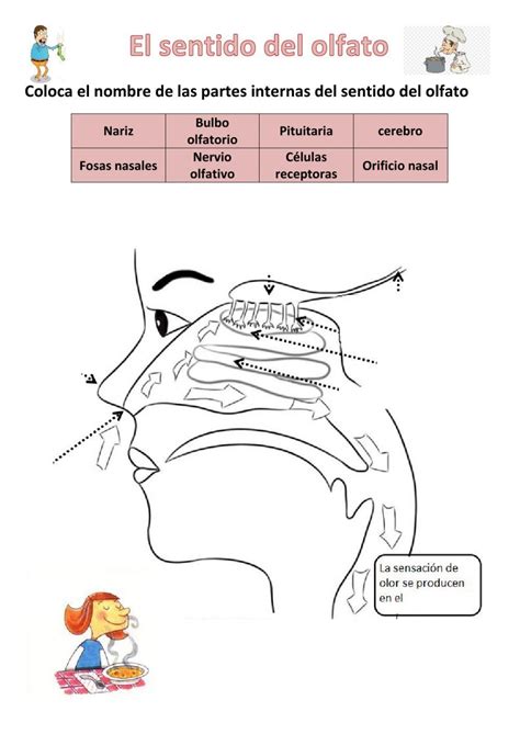 Ejercicio Interactivo De Los Sentidos Para Cuarto Puedes Hacer Los