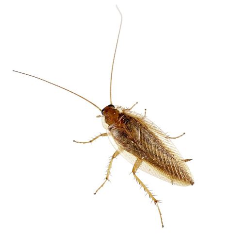 What is a Cockroach Trap? (with pictures)