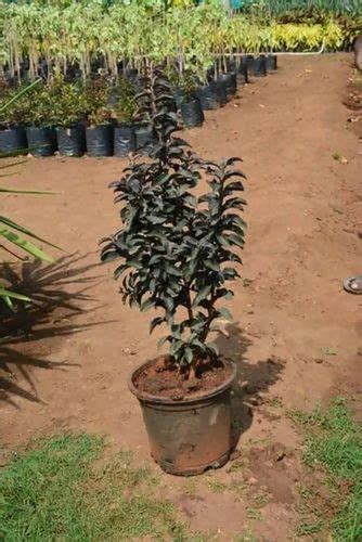 Full Sun Exposure Green Black Guava Plant For Outdoor Size Ft At