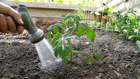 Transplanting Guide When And How To Transplant Flowers And Vegetables