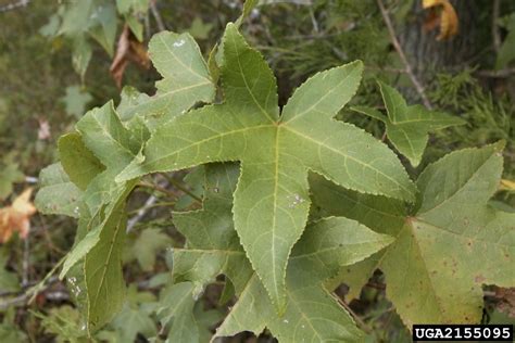 Sweetgum Liquidambar Styraciflua L