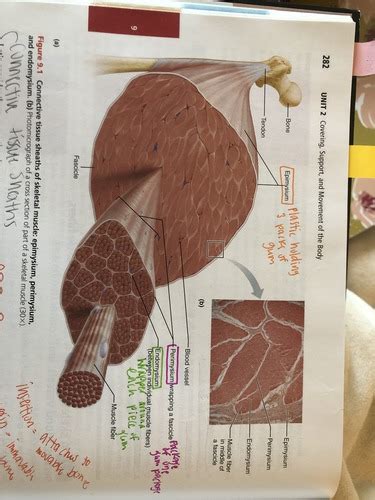 Chapter 9 Muscles And Chapter 10 Test 3 BIO 201 SUMMER 2019 A P