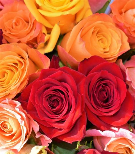 Exploring The Symbolic Meanings Behind Different Rose Flower Colors