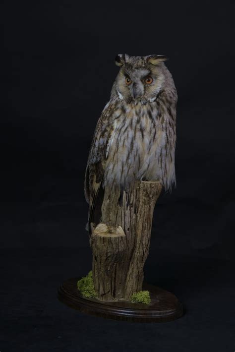 Long Eared Owl Uk Bird Small Mammal Taxidermist Mike Gadd