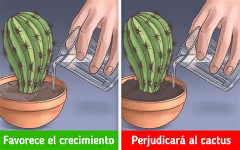 C Mo Cuidar Los Cactus Ideas En Minutos