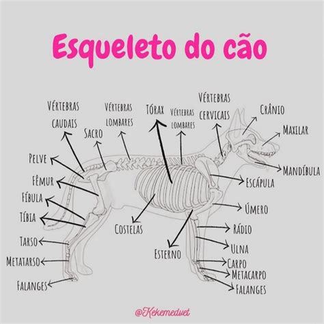 Esqueleto De Um Cão