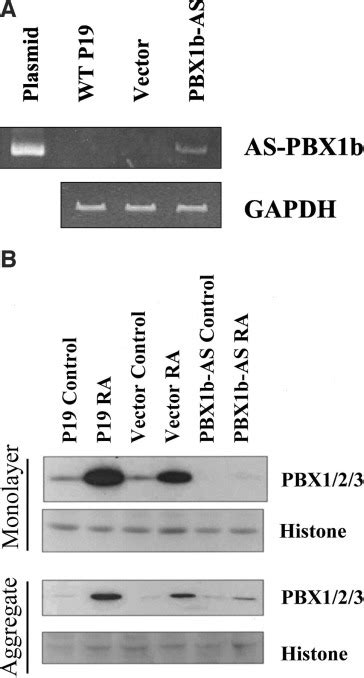 Pre B Cell Leukemia Transcription Factor Pbx Proteins Are Important