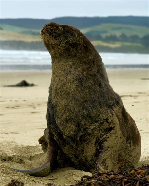 A Sea Lion Swimming · Free Stock Photo