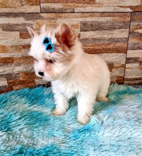 Golddust Yorkshire Terrier Ch Opczyk York Piesek Yorki Zgierz Olx Pl