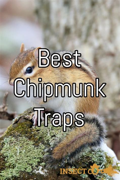 How To Catch A Chipmunk In House Ewqaau