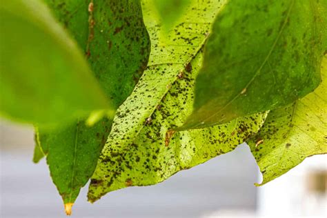 The Enemy In Your Orchard A Guide To Dealing With Aphids On Apple