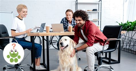 Emmener Son Chien Au Travail Wamine