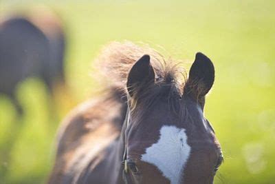 The Thoroughbred Breeding Industry Pathway