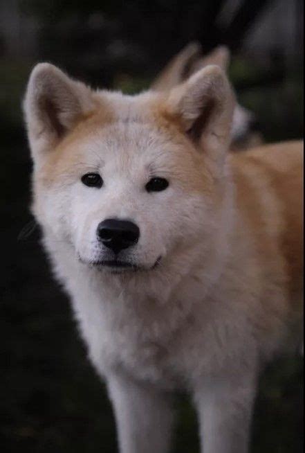 10+ Best Akita Inu Dog Names | Dog names, Akita, Akita dog