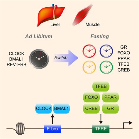 Study Fasting Affects Peripheral Circadian Clocks Improves Overall