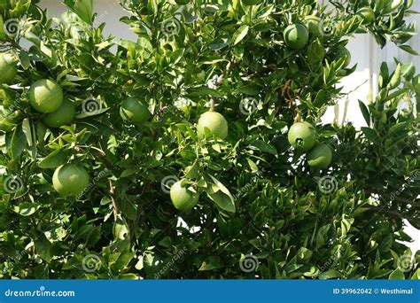 Laranja De Umbigo Sinensis Do Citrino Foto De Stock Imagem De Emerge