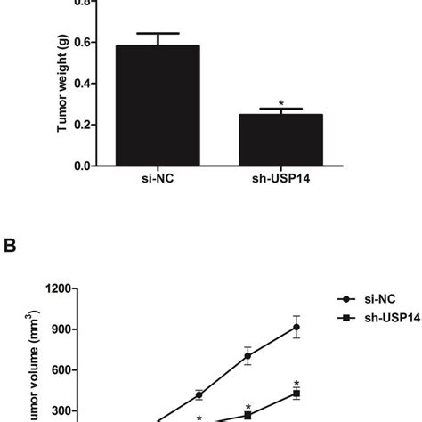 Downregulation Of USP14 Attenuates Tumorigenicity In Vivo