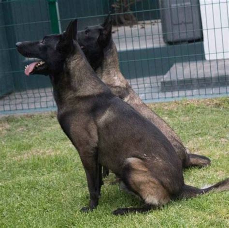 Criadero Pastor Belga Malinois Mexico Belgamalinois Mx