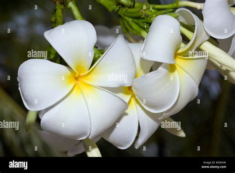 Plumeria Flowers Plumeria Alba Marshall Islands Bikini Atoll Micronesia Pacific Ocean Stock