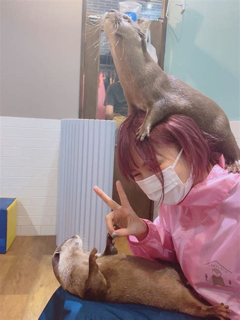 ひととせ🐻のあ組🧸🎀 On Twitter Rt Hntmgi これは カワウソにモテモテな小市眞琴さん と カワウソにモテモテ