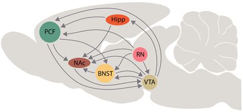 Schematic Representation Of Interactions Among The Bed Nucleus Of Stria