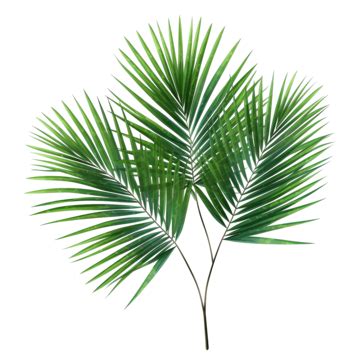 Green Leaves Of Palm Tree Png File Leaf Palm Tree Png Transparent