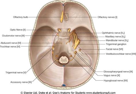 Cranial Nerve 7 Facial Nerve And Its Pathology