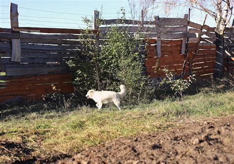 Premium Photo A White Dog Walks In The Garden In The Fall A Slovakian