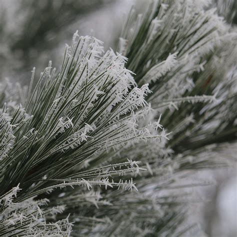 Frosted Pine Needles Raf Alex Flickr