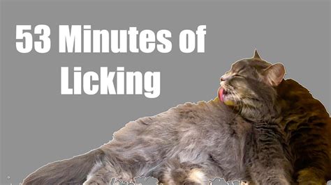 Literally Almost One Hour Of A Cat Just Licking Herself YouTube