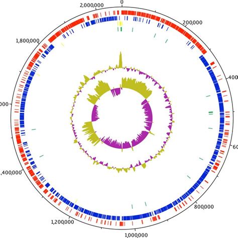 Circular Representation Of The Strain Marseillep T Genome From