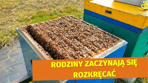 Rozw J Rodzin Pszczelich Przy Piesza Pierwszy Wiosenny Py Ek Youtube