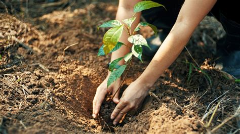 ‘tree Plantation Must To Protect The Environment Bangladesh Post