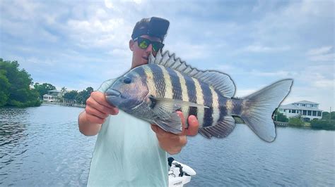 Inshore Fishing For A Sheepshead Dinner Catch And Cook College