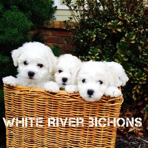 Bichon Frise Puppies For Sale Arkansas Ready For Christmas