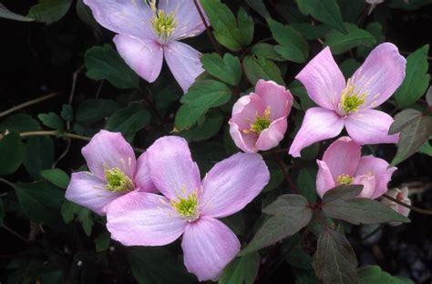 Clematis montana 'Elizabeth' Clematis 'Elizabeth' from Plantworks Nursery