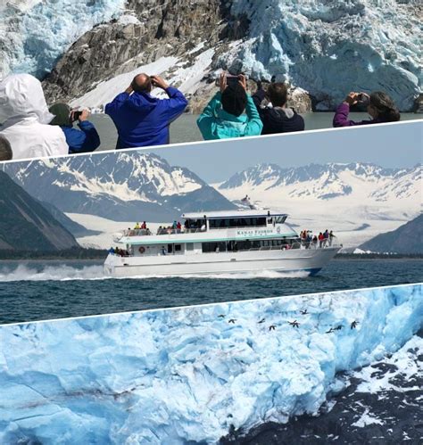 Wildlife & Whale Watching; Inside the Kenai Fjords Tours Experience