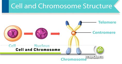 Different Types of Chromosomes - biomadam