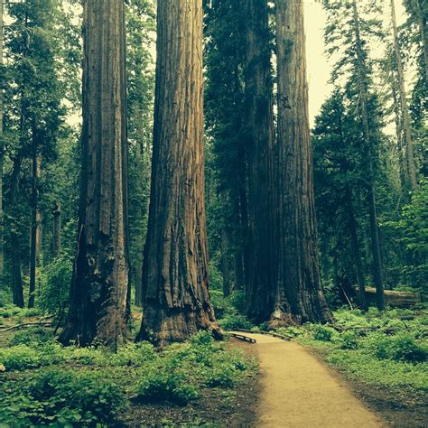 redwood tree grove  photo  pixabay