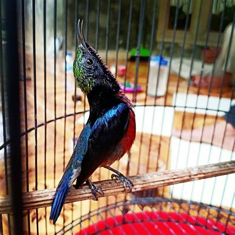 Burung Konin Gacor Homecare24