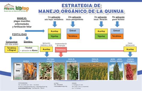 Manejo Integrado Y Produccion De La Quinua Fundaci N Proinpa