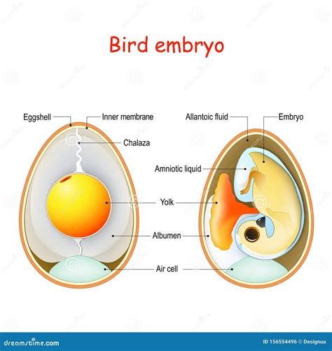 Egg Anatomy Diagram