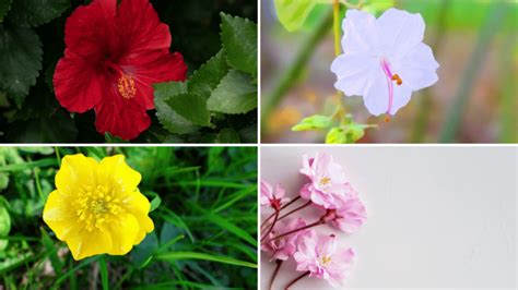 Flor Maravilha Veja Al M Da Beleza Desta Planta Curativa