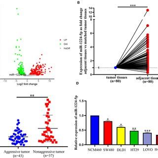 MiR 1224 5p Inhibits The EMT Process Of CRC Cells A Western Blot