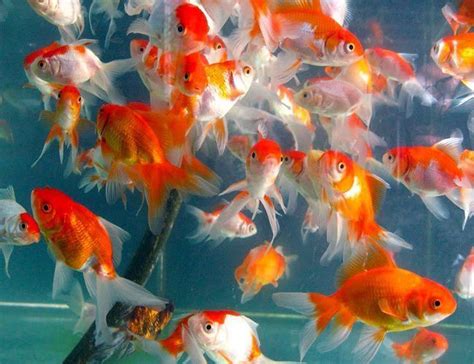 Assorted Fancy Fantail Goldfish Arizona Aquatic Gardens