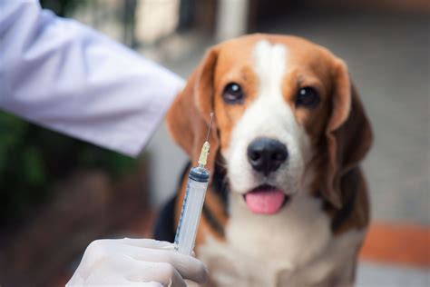 Does The Rattlesnake Vaccine Belong In Your Pet Vaccine Arsenal